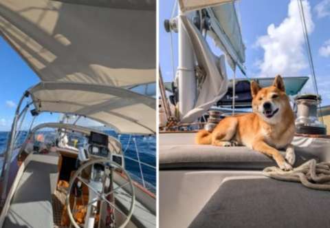 Pareja canadiense viaja en barco con su perro y dos gatos: esta es su historia