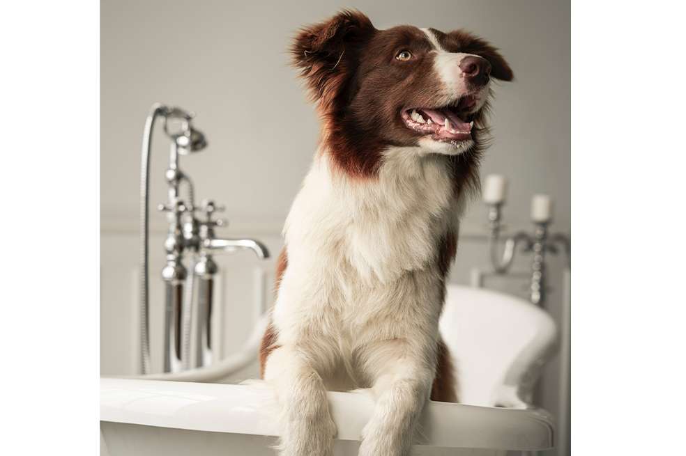 Verdad o mito: ¿bañar a tu perro muy seguido es malo?