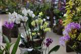 Entrar al reino de las orquídeas