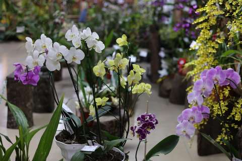 Entrar al reino de las orquídeas