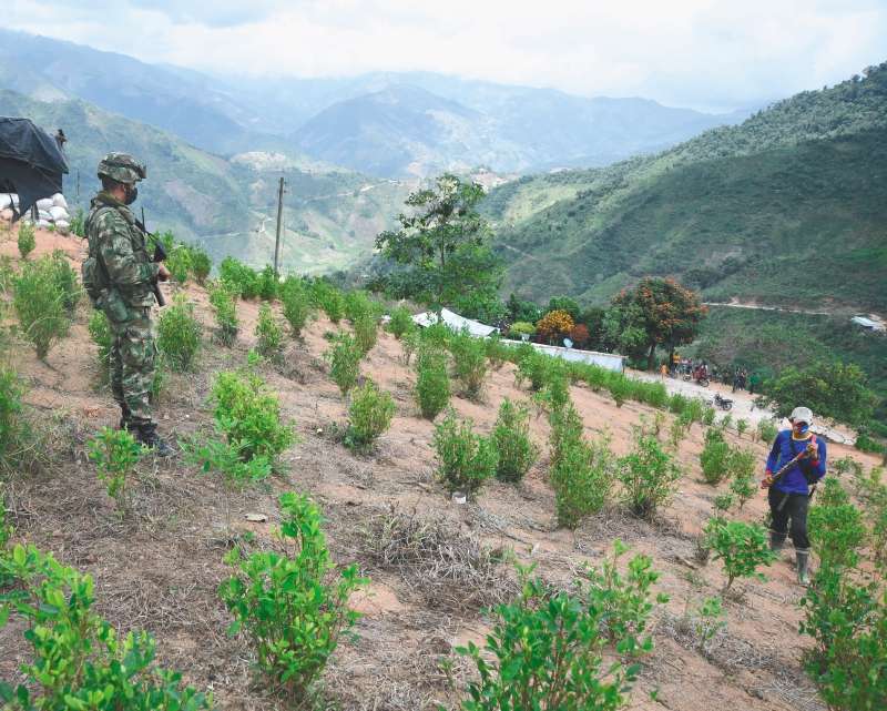 Tibú (Norte de Santander) es el municipio con más cultivos de coca en el país, con 19.333 hectáreas. / Óscar Pérez