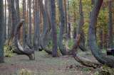 ¿Conoce el bosque de los árboles torcidos? Está cerca de esta ciudad y así puede visitarlo