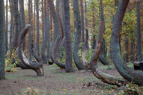 ¿Conoce el bosque de los árboles torcidos? Está cerca de esta ciudad y así puede visitarlo