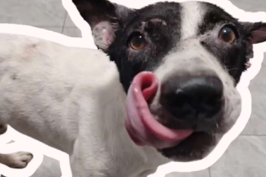 Según informó la organización, el animal presentaba un cuadro de miasis y requirió atención veterinaria urgente.