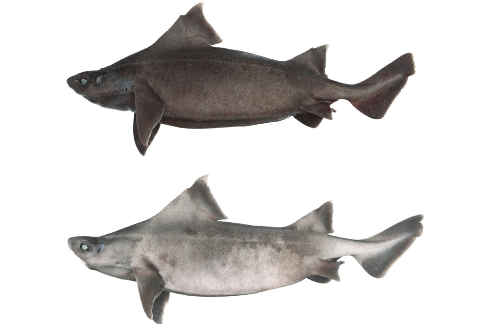 Tiburón angular (Oxynotus centrina).