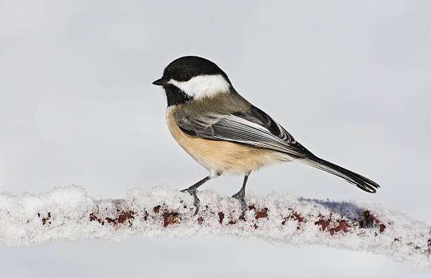 El carbonero de gorra negra (Parus atricapillus) es un pequeño pájaro que se encuentra en Norteamérica. Tiene un cuerpo compacto, con plumaje mayormente negro en la cabeza y la parte superior del cuerpo, contrastando con el blanco en las mejillas y la garganta. /Getty