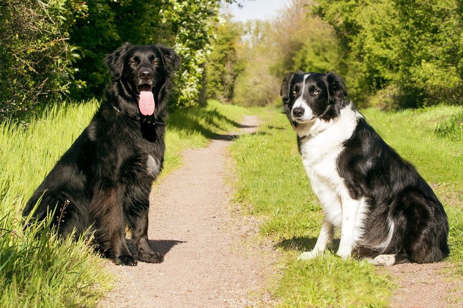 ¿Cuántas palabras puede entender un perro?