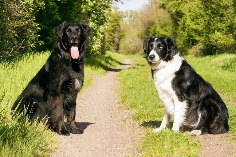Ciudad italiana realiza pruebas de ADN a heces de perros para multar a sus dueños