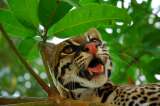 Fotos de animales amenazados en el Día Mundial de la Vida Silvestre