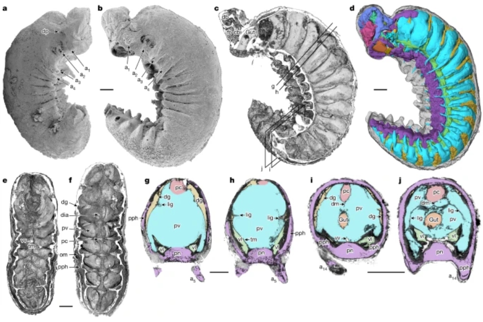 En estas fotos se pueden ver regiones cerebrales preservadas, glándulas digestivas, un sistema circulatorio primitivo y restos de nervios.