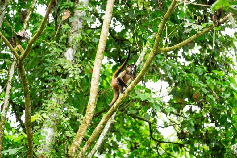 MISTICO PARK Y SUS PUETES COLGANTES COSTA RICA