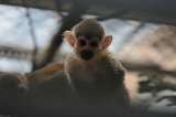 Evangelización pone en peligro especies de animales en Guainía