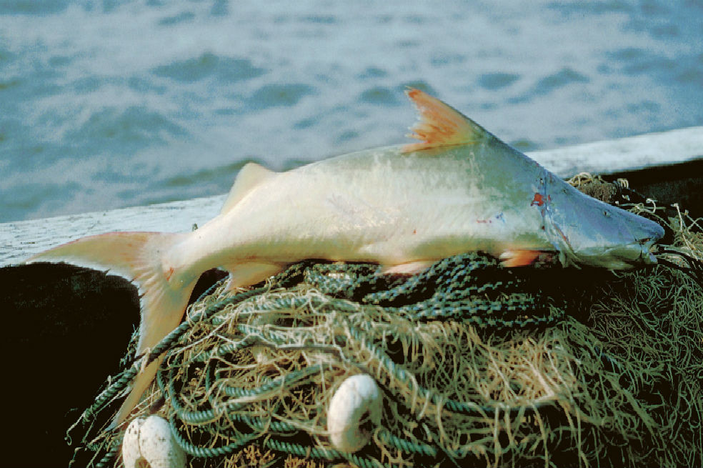 De acuerdo con los investigadores, la mayoría de los peces de la Amazonía se mueven río abajo, de los Andes a la Amazonía. El problema es que las represas –que en su mayoría están en los Andes– alteran el flujo del río e impiden el paso de peces y de sedimentos vitales para la biodiversidad amazónica. / Michael Goulding