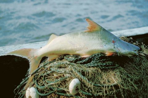 El amenazador efecto de las hidroeléctricas para los peces del Amazonas
