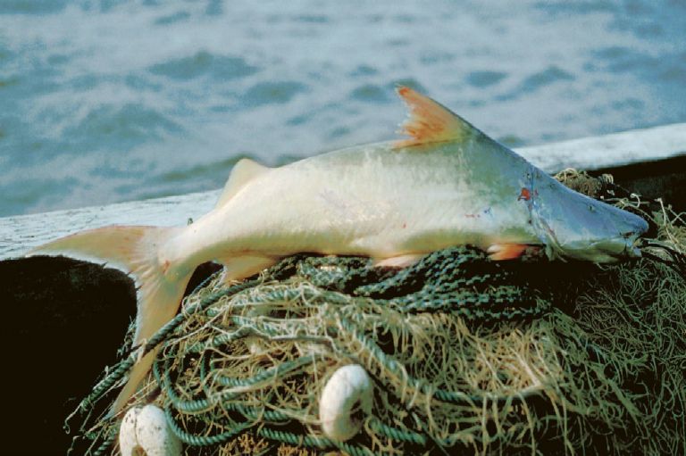 El amenazador efecto de las hidroeléctricas para los peces del Amazonas