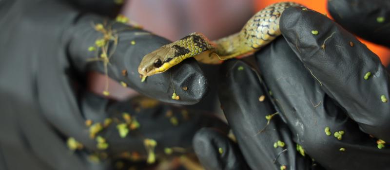 Serpiente de pantano (Erythrolamprus epinephelus) encontrada en Bosa, en las obras del Metro de Bogotá.
