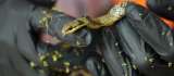 Rescatan a serpiente en obras del Metro: ¿Qué hacer si encuentra fauna silvestre?