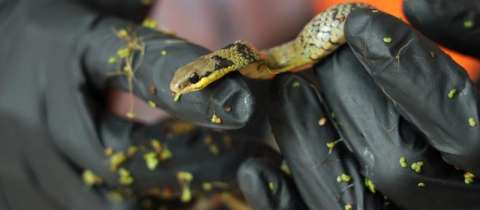 Rescatan a serpiente en obras del Metro: ¿Qué hacer si encuentra fauna silvestre?