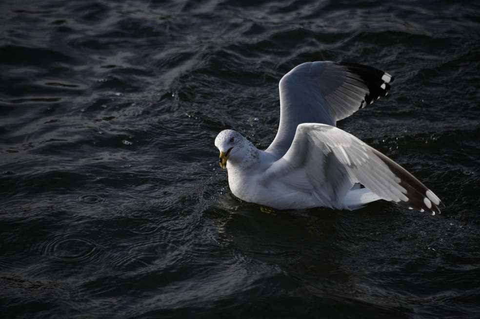Las aves marinas liberan altas concentraciones de nitrógeno y fósforo, a través de sus heces, que provoca cambios ambientales en los ambientes marinos.