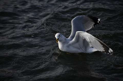 El popó de aves marinas podría llegar a valer 500 millones de dólares al año