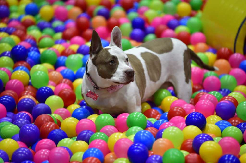 Animales en Expopet 2025.