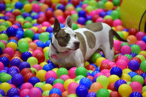 Más de 140 perros y gatos encontraron hogar en Expopet 2026: las cifras que dejó la feria
