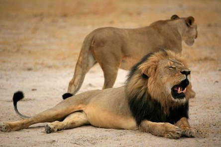 Zimbabue investiga la caza ilegal de un segundo león tras Cecil
