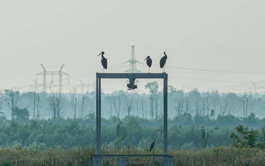 Cámaras trampa revelan cómo la guerra Ucrania-Rusia ha afectado la fauna en Chernóbil.