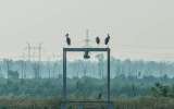 Cámaras trampa documentan cómo la ofensiva rusa en Ucrania afectó la fauna en Chernóbil