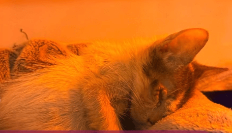 Chispita, el gatito que sobrevivió a una patada y ahora necesita ayuda para recuperarse