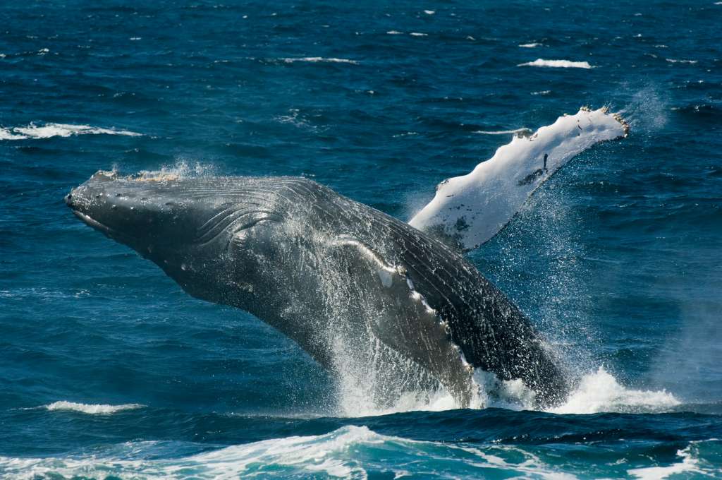 La temporada oficial de avistamiento de ballenas en Los Cabos es del 15 de diciembre al 15 de abril.