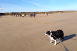 Perrita con una enfermedad terminal corrió en su playa favorita por última vez