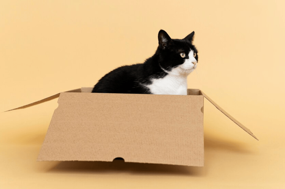 Siete cosas que pasan cuando llega un gato