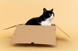 Siete cosas que pasan cuando un gato llega a su vida