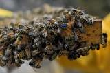 Investigadores crean el primer mapa de las especies de abejas en todo el mundo