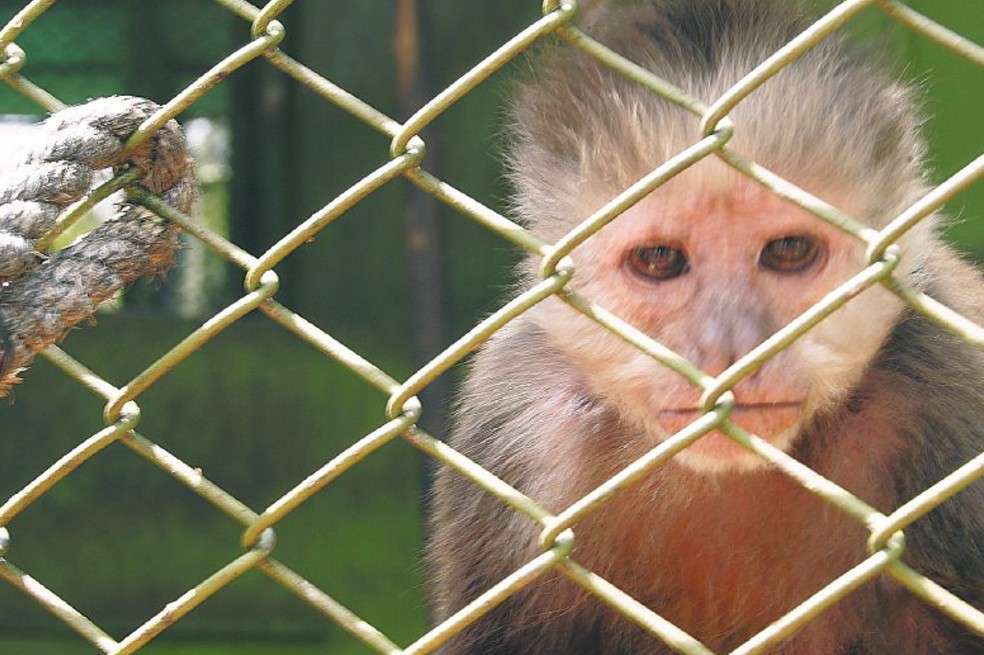 Este capuchino (también llamado mono cariblanco), en edad geriátrica, fue rescatado del cautiverio en una casa donde lo mantenían de mascota.