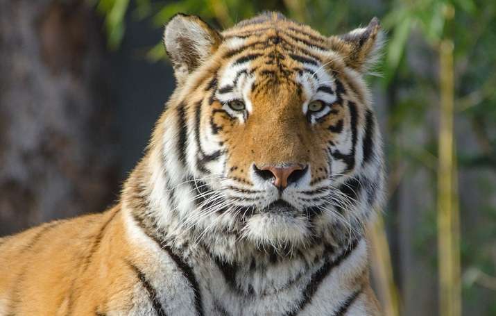 Imagen de referencia. La serie documental siguió a un grupo de tigres de bengala en una isla de Nepal.
