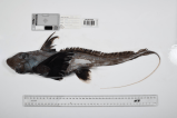 En fotos: científicos descubren más de 1.100 especies marinas en un solo año