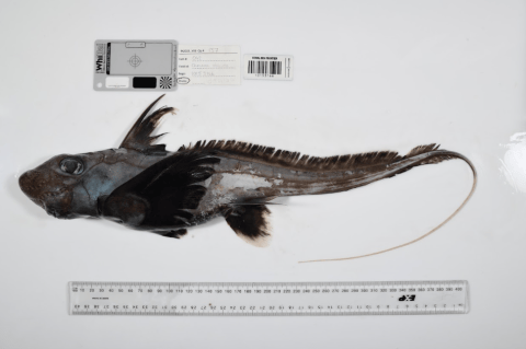 En fotos: científicos descubren más de 1.100 especies marinas en un solo año