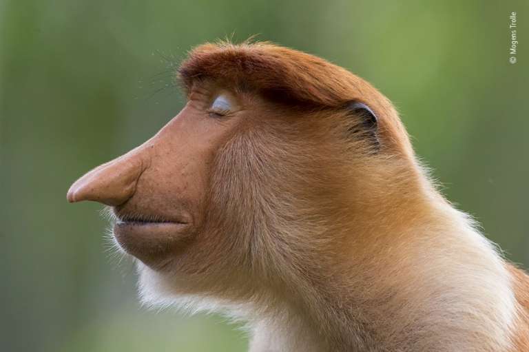 “The Pose”, fotografía ganadora en la categoría Retrato Animal.