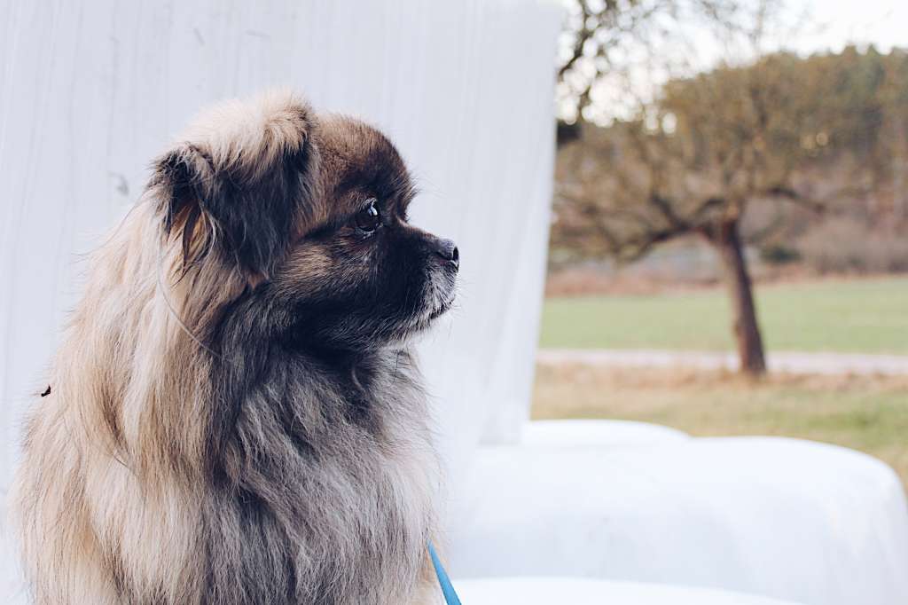 5 razas de perros pequeños y peludos que te encantarán