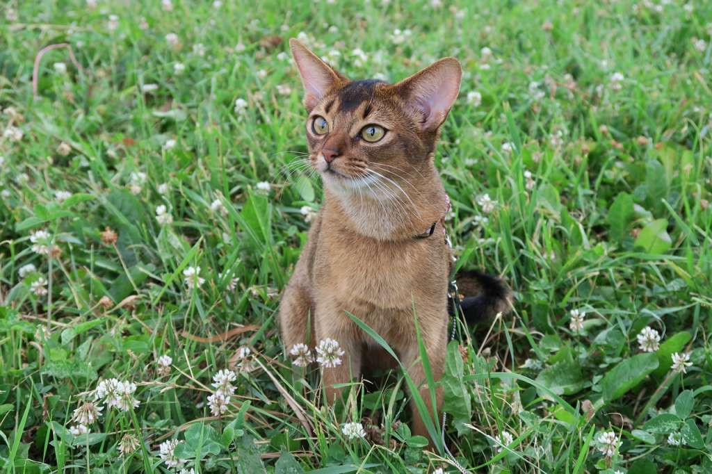 gato abisinio