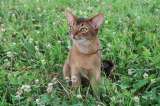 ¿Qué razas de gatos se pueden entrenar?