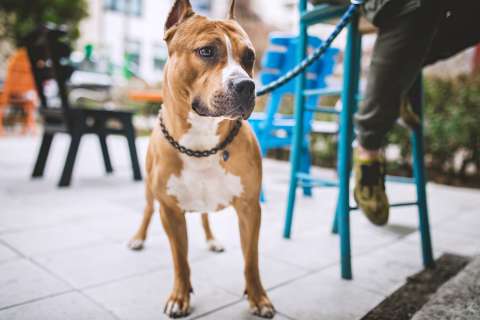 ¿Qué tan “pet friendly” son los establecimientos comerciales donde dejan entrar mascotas?