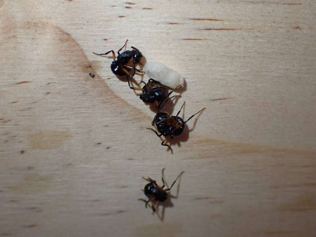 Imagen de la "Polyrhachis femorata", que está en la Isla Canguro. S. 'Topa' Petit