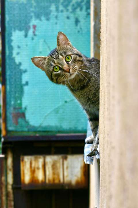 Nombres para gatas hembras: guía completa para encontrar el apelativo perfecto