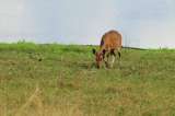 La guerra crea insólitos paisajes sin carnívoros en la sabana africana