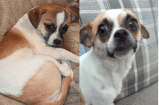 Pareja asa salchichas durante varios días para encontrar a su perro: ¿lo lograron?