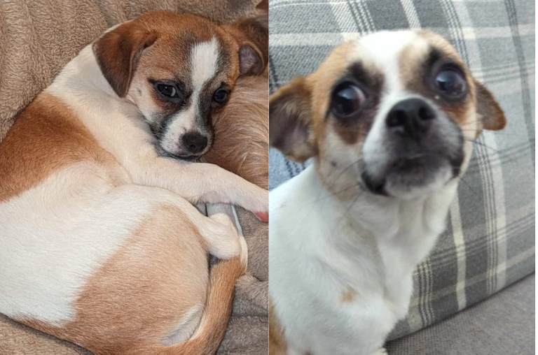 Pareja asa salchichas durante varios días para encontrar a su perro: ¿lo lograron?