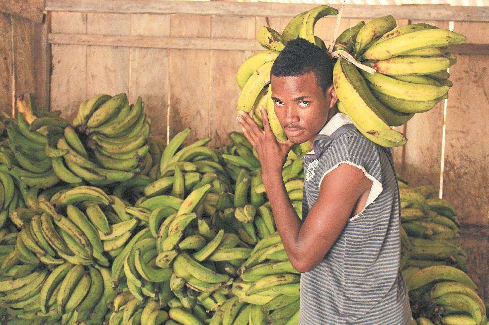 En Colombia, según el Ministerio de Agricultura, existen aproximadamente 330.000 hectáreas de plátano, de las cuales dependen 178 mil productores en 30 departamentos. La producción de Baudó, Chocó, es una de las más desaprovechadas del país. Óscar Güesguán